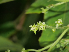 Plagianthus regius regius