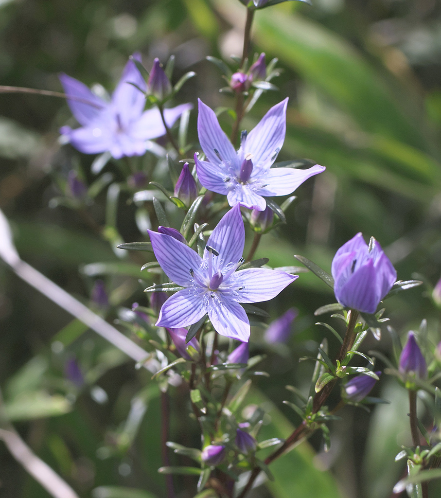 Swertia pseudochinensis