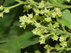 Plagianthus regius regius
