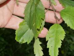 Plagianthus regius regius