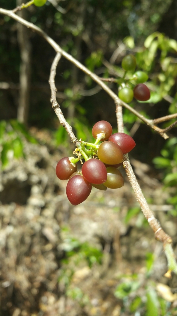 Talinum pachypodum