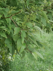 Plagianthus regius regius