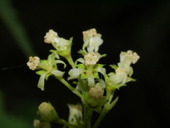 Plagianthus regius regius