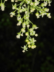 Plagianthus regius regius