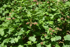 Ribes atropurpureum