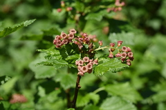 Ribes atropurpureum