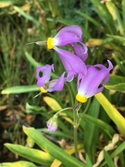 Primula tetrandra