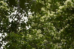 Backhousia myrtifolia