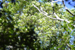 Backhousia myrtifolia