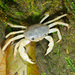 Geothelphusa - Photo (c) Tzu-lun Hung, algunos derechos reservados (CC BY-NC-SA), subido por Tzu-lun Hung
