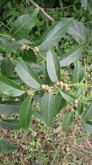 Glochidion lanceolatum