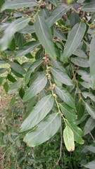 Glochidion lanceolatum