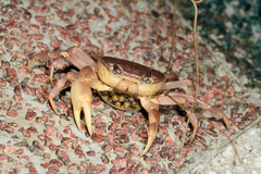 Geothelphusa pingtung