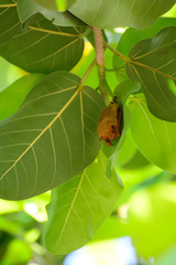 Myotis formosus flavus