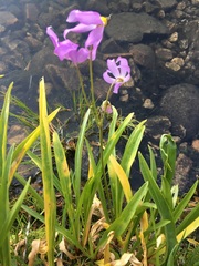 Primula tetrandra