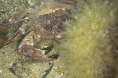 Nectocarcinus integrifrons