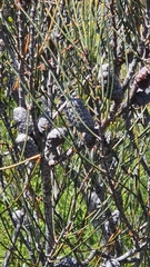 Allocasuarina distyla