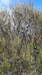 Allocasuarina distyla