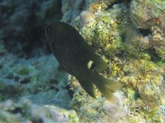 Whitebar Gregory photo 3