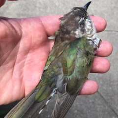 Chrysococcyx lucidus plagosus