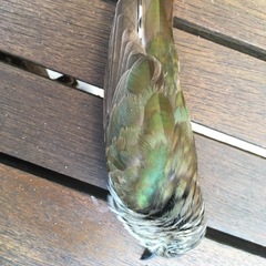 Chrysococcyx lucidus plagosus