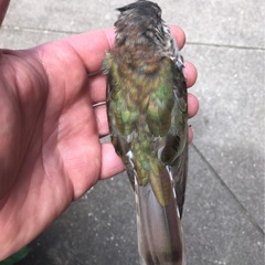 Chrysococcyx lucidus plagosus