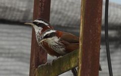 Pomatorhinus musicus