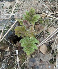 Heracleum sosnowskyi