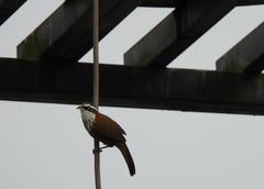 Pomatorhinus musicus