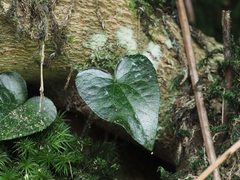 Asarum caudigerum
