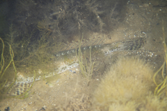 Platycephalus aurimaculatus