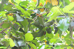 Myotis formosus flavus