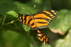 Eresia phillyra phillyra