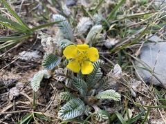 Argentina tugitakensis