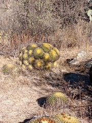 Kroenleinia grusonii