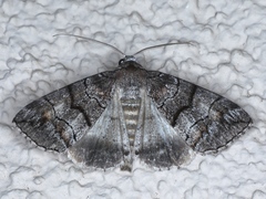 Dysbatus singularis