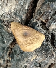 Fungi