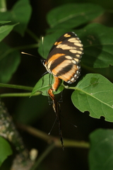 Eresia phillyra phillyra