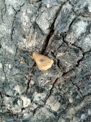 Fungi