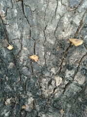 Fungi