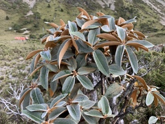 Rhododendron hyperythrum