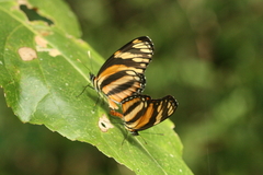 Eresia phillyra phillyra