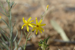 Senecio gregorii