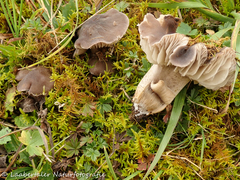 Dermoloma cuneifolium