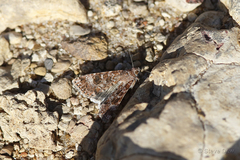 Heliothis punctifera
