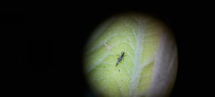 Haplothrips
