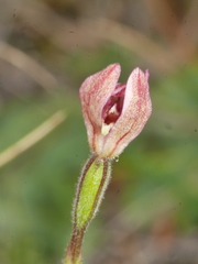Caladenia bartlettii