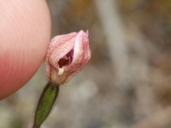 Caladenia bartlettii