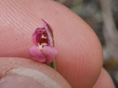 Caladenia bartlettii