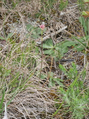 Caladenia bartlettii